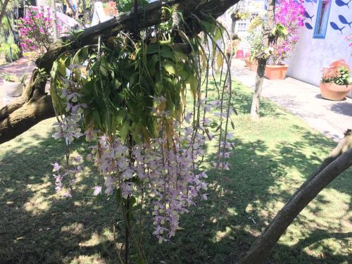 a bunch of purple flowers hanging from a tree at Lan People Villa in Qigu