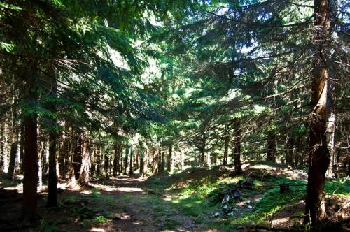 a forest with trees and a dirt trail at Hotel Górski Czarna Góra in Stronie Śląskie
