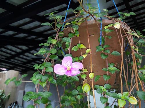a pink flower hanging from a plant at Villa Olga in Unawatuna