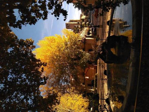 a tree with yellow leaves in front of a building at Lunas de Siguenza in Sigüenza