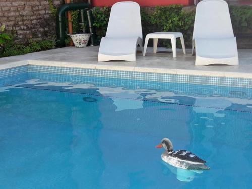 un'anatra che nuota in una piscina con due sedie di Carmine Hotel Apart a Capilla del Señor