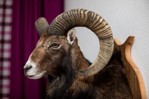 a ram with curved horns is next to a wall at Appartement Mühle - including Summercard, Sauna, Kaprun's largest private garden with panoramic view in Kaprun