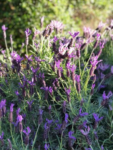 a bunch of purple flowers in a garden at West Lake one bedroom accommodation in Christchurch
