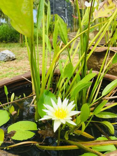 Photo de la galerie de l'établissement Khao Lak Coconut, à Khao Lak