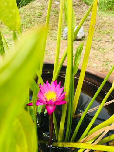 Photo de la galerie de l'établissement Khao Lak Coconut, à Khao Lak