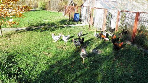 a group of chickens standing in the grass in a yard at Podelniska in Porąbka