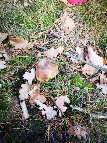 Fotografie z fotogalerie ubytování Domek U Justyny v destinaci Załakowo