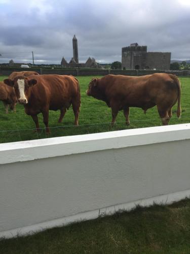Gallery image of Naomh Colman B&B in Gort
