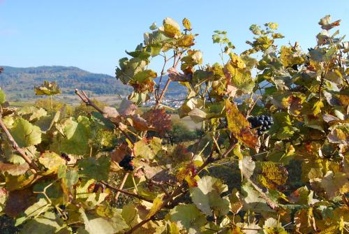 a bunch of leaves on a tree in a field at Hildastraße 1 appart.2 in Friesenheim