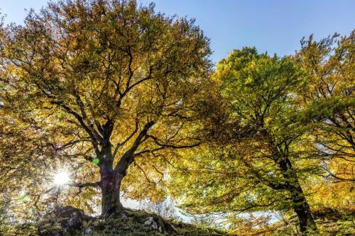 a tree in the autumn foliage at Forsters Schwarzwald Hof - Resort-Hotel&Pension in Feldberg