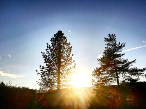 two trees with the sun shining between them at Forsters Schwarzwald Hof - Resort-Hotel&Pension in Feldberg