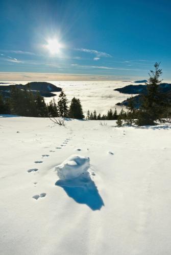 a pair of footprints in a snow covered field at Forsters Schwarzwald Hof - Resort-Hotel&Pension in Feldberg