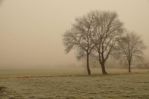 two trees in a field on a foggy day at Kampenhof in Maaseik