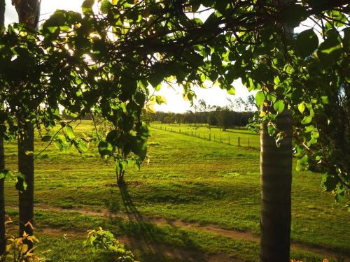 a field of green grass with trees in the foreground at Silverpoint Estate in Pokolbin