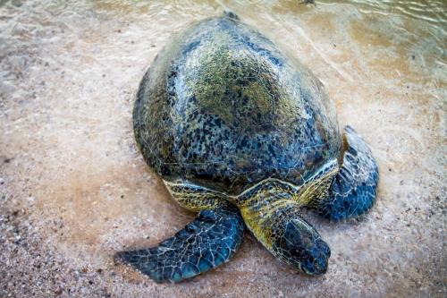 a green turtle is laying on the ground at Lazy Koala in Hikkaduwa