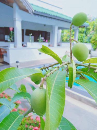 a branch of a tree with green fruit on it at Kaya Residence Kandy in Kandy