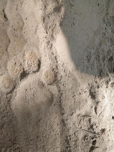 a close up of footprints in the sand at Chital lodge in Chitwan