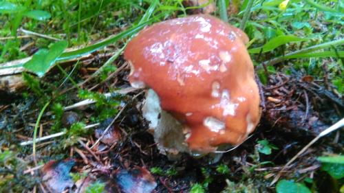 a orange mushroom on the ground in the grass at Guesthouse Seghetto in Valdidentro