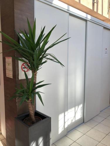 a palm plant in a black pot next to a wall at HOTEL RESTAURANT PARIS PACIFIC PARIS-VILLEJUIF- PRES DU METRO L'HAY LES ROSES LIGNE 14 - Direct PARIS-AEROPORT ORLY ET INSTITUT GUSTAVE ROUSSI in Villejuif