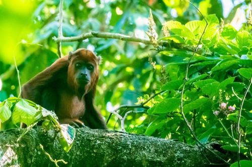 a monkey sitting on top of a tree branch at Grand Amazon Lodge and Tours - All Inclusive in Paraíso