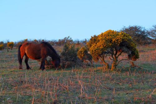 a horse grazing in a field next to a tree at The Moorland Hotel in Wotter