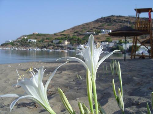 a white flower in the sand on a beach at VILA INSPIRATION - ON KINI BEACH in Kinion