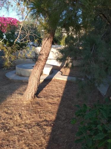 a tree sitting in the middle of a park at VILA INSPIRATION - ON KINI BEACH in Kinion