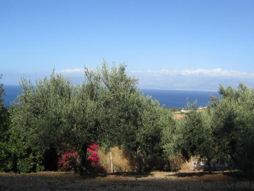 a group of trees with the ocean in the background at the ancient sicilian house near zingaro reserve Scopello in Scopello