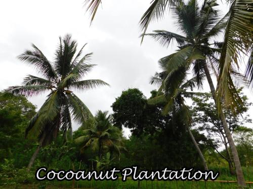 two palm trees in a forest with the words coconut plantation at Yala Avian Eye Safari in Buttala