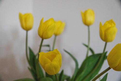 a group of yellow flowers in a vase at South Groathill - Lovely 2 bed with Castle View in Edinburgh