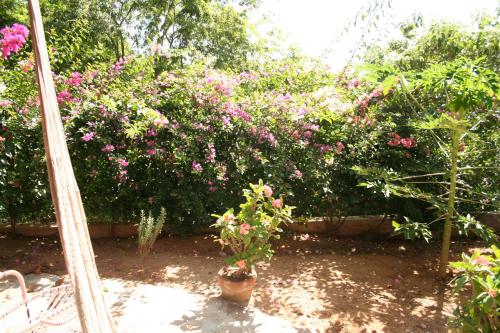 a mirror reflection of a garden with pink flowers at Hotel Sal de Mar in San Agustinillo