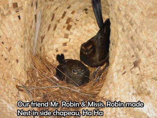 two baby birds are sitting in a nest at Yala Avian Eye Safari in Buttala