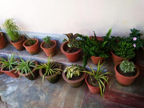 a bunch of potted plants are lined up against a wall at Edgestay in Mudigere