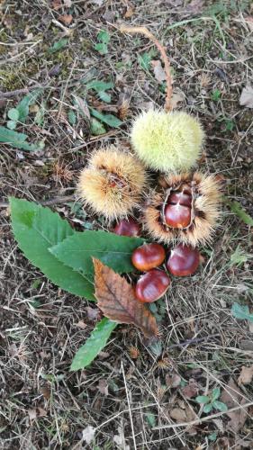 a group of fruits and leaves on the ground at Il Castagneto in Camerino