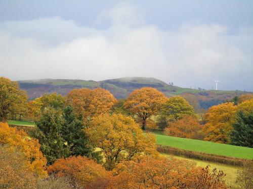 a view of a field with trees in autumn at Pwllgwilym B & B in Builth Wells