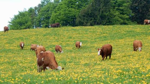 a herd of cows grazing in a field of flowers at WEITBLICK "entspannen - wohlfühlen - aktiv erholen" in Elzach