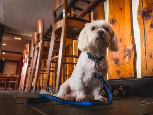 The Shoe Inn – Photos 4