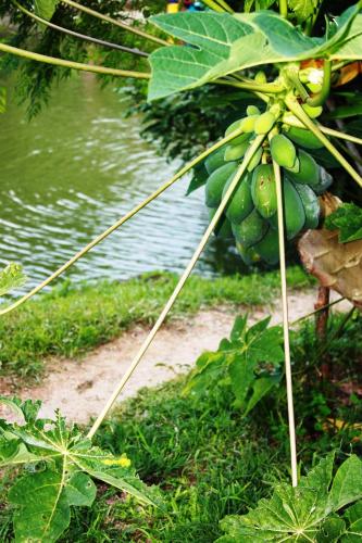 a bunch of green bananas hanging from a tree at Cabañas Ecoturisticas Y Club Gaira Tayrona in Santa Marta