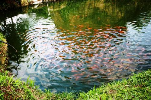a pond filled with lots of fish in the water at Cabañas Ecoturisticas Y Club Gaira Tayrona in Santa Marta