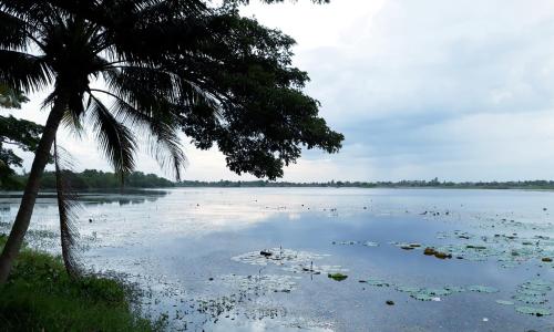 a palm tree and a large body of water at Coconut Palms in Kantharawichai