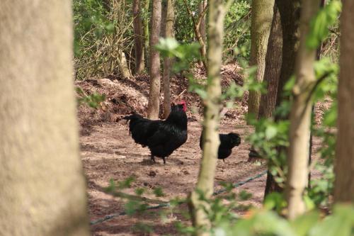 two chickens walking in the woods at B&B In de Backerije in Zuidwolde