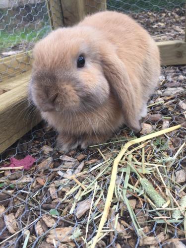 a small brown rabbit sitting in a cage at Willow Court Farm Studio South & Petting Farm, 8 mins from Legoland & Windsor, 15 mins from Lapland UK in Windsor