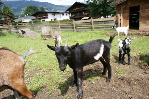 a group of goats standing in a field at Pension Traube in Uderns