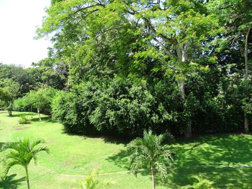 a lush green yard with trees and palm trees at Jaco Beach Condos in Jacó