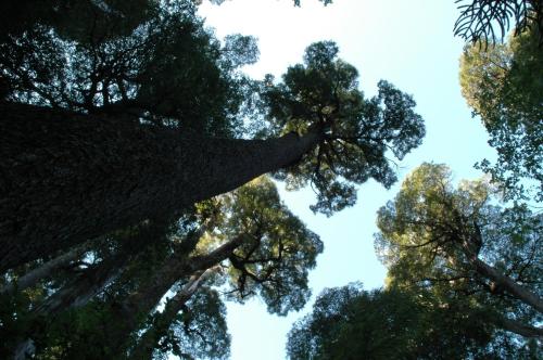 a group of trees looking up into the sky at Cabaña Conguillio Chercan con refrigerador in Conguillio