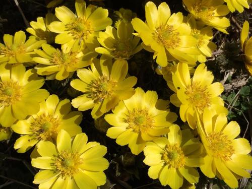 a bunch of yellow flowers in a field at Hida Takayama Hotel Viera Resort (Adult Only) in Takayama