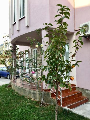 a pink house with an orange tree in front of it at Apartmani Milanovic Susanj in Bar