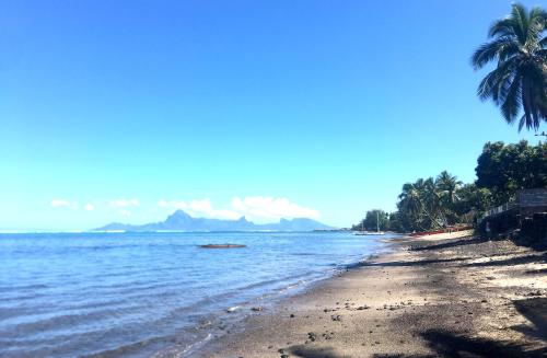 a beach with a palm tree and the ocean at Iris suite in Punaauia