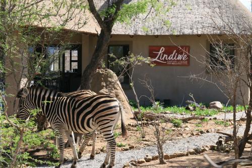a zebra standing in front of a building at Lindiwe Safari Lodge in Hoedspruit