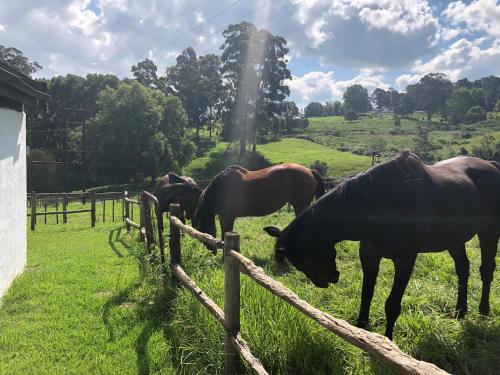 a group of horses grazing in a field next to a fence at Newstead Farm - Country Cottages in Curryʼs Post